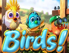 Birds
