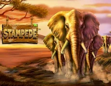 Stampede