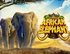 African Elephant